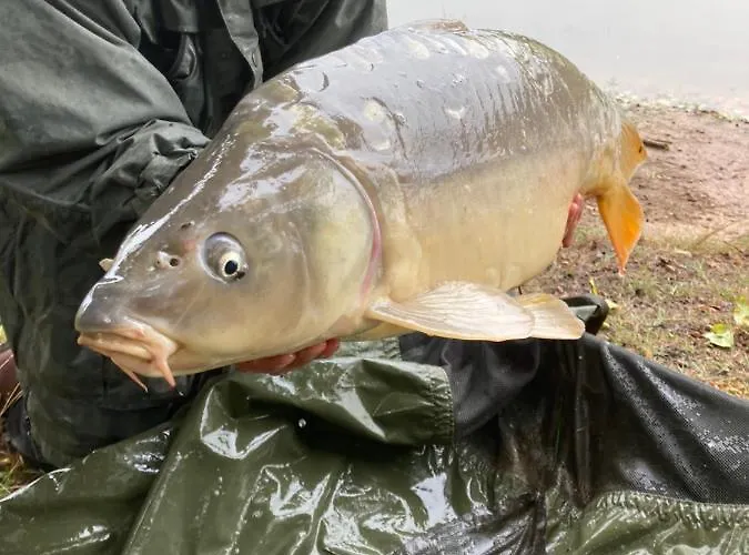 Maison De L'etang Troncais